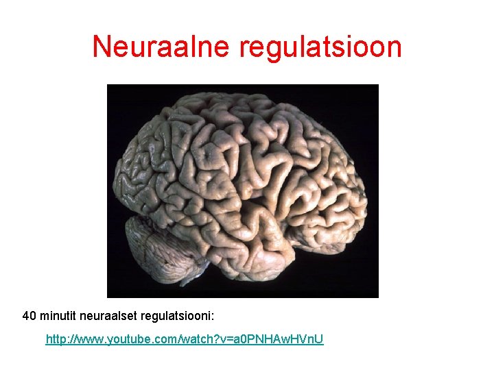 Neuraalne regulatsioon 40 minutit neuraalset regulatsiooni: http: //www. youtube. com/watch? v=a 0 PNHAw. HVn.