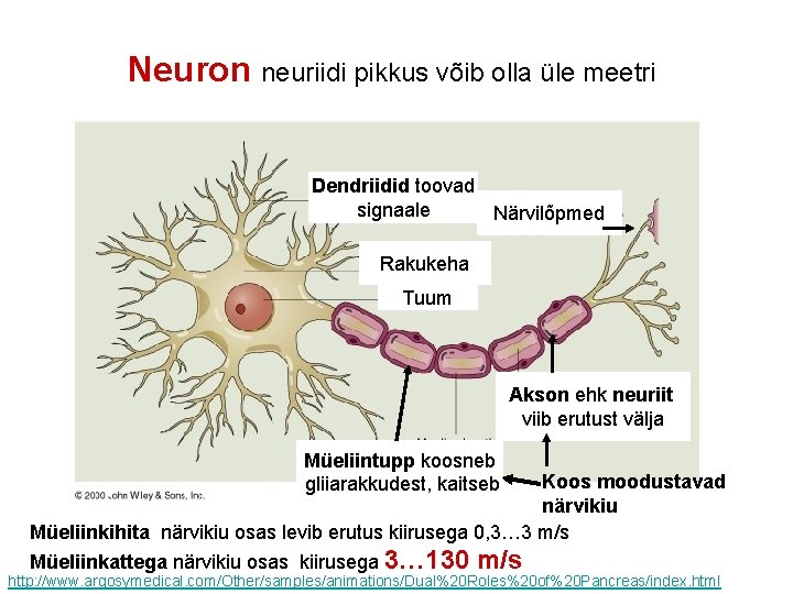 Neuron neuriidi pikkus võib olla üle meetri Dendriidid toovad signaale Närvilõpmed Rakukeha Tuum Akson