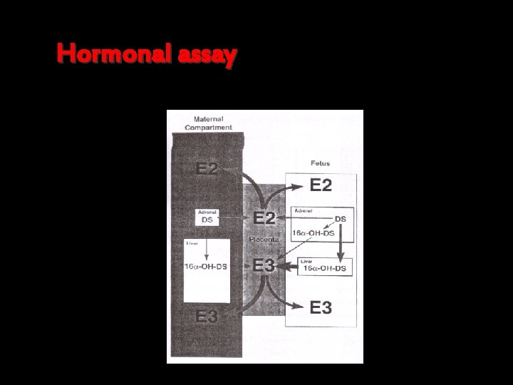 Hormonal assay 