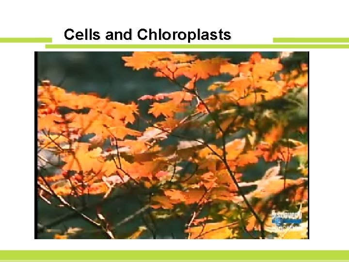 Cells and Chloroplasts 