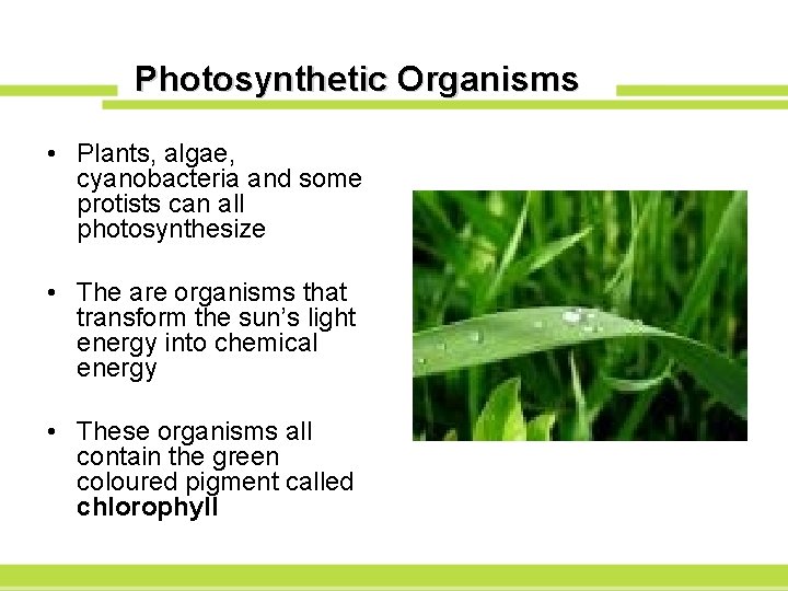 Photosynthetic Organisms • Plants, algae, cyanobacteria and some protists can all photosynthesize • The