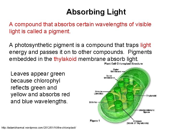 Absorbing Light A compound that absorbs certain wavelengths of visible light is called a