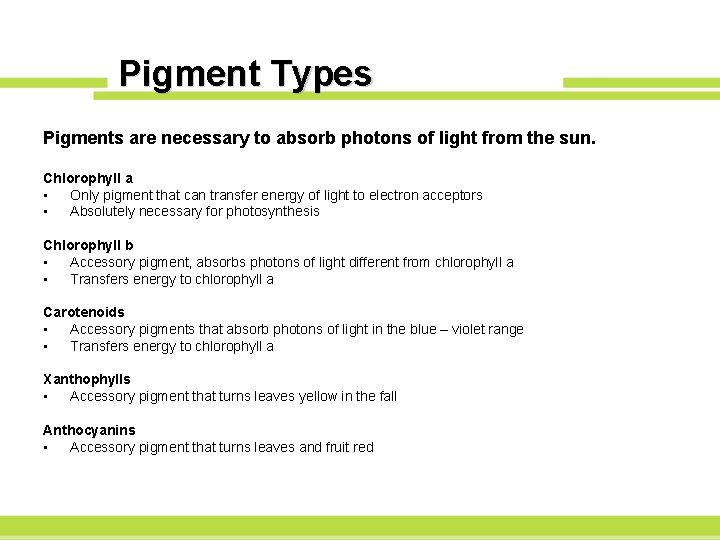 Pigment Types Pigments are necessary to absorb photons of light from the sun. Chlorophyll