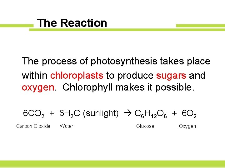 The Reaction The process of photosynthesis takes place within chloroplasts to produce sugars and