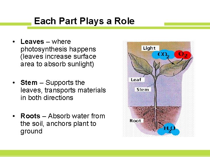 Each Part Plays a Role • Leaves – where photosynthesis happens (leaves increase surface