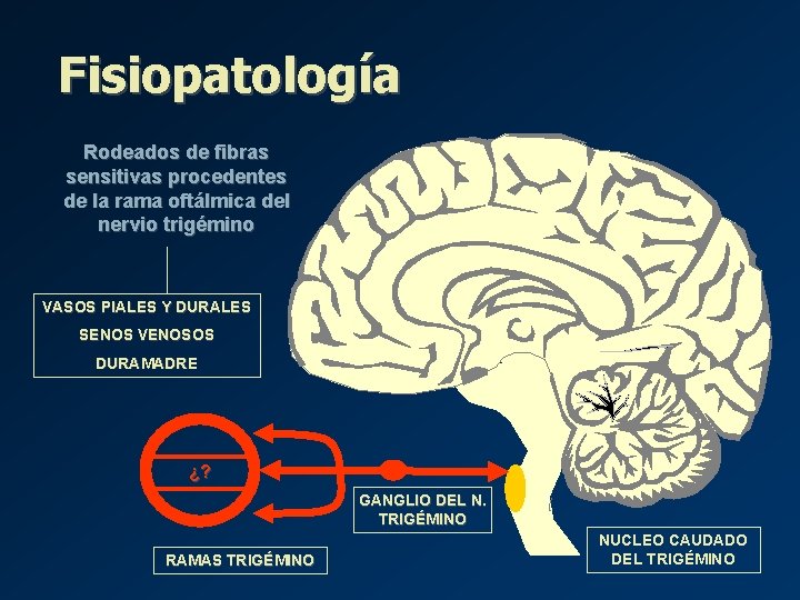 Fisiopatología Rodeados de fibras sensitivas procedentes de la rama oftálmica del nervio trigémino VASOS Fisiopatología Rodeados de fibras sensitivas procedentes de la rama oftálmica del nervio trigémino VASOS