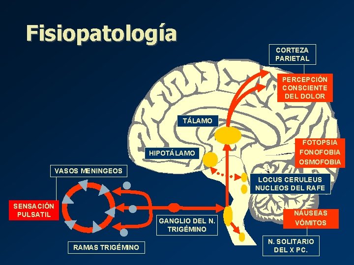 Fisiopatología CORTEZA PARIETAL PERCEPCIÓN CONSCIENTE DEL DOLOR TÁLAMO HIPOTÁLAMO FOTOPSIA FONOFOBIA OSMOFOBIA VASOS MENINGEOS Fisiopatología CORTEZA PARIETAL PERCEPCIÓN CONSCIENTE DEL DOLOR TÁLAMO HIPOTÁLAMO FOTOPSIA FONOFOBIA OSMOFOBIA VASOS MENINGEOS