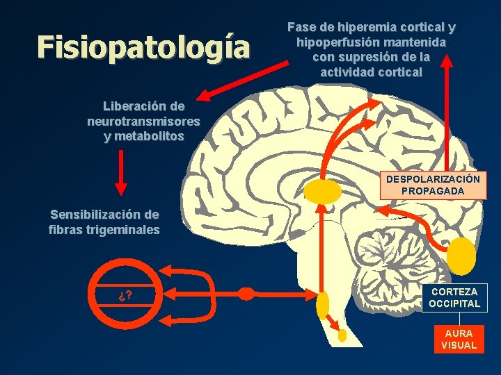 Fisiopatología Fase de hiperemia cortical y hipoperfusión mantenida con supresión de la actividad cortical Fisiopatología Fase de hiperemia cortical y hipoperfusión mantenida con supresión de la actividad cortical