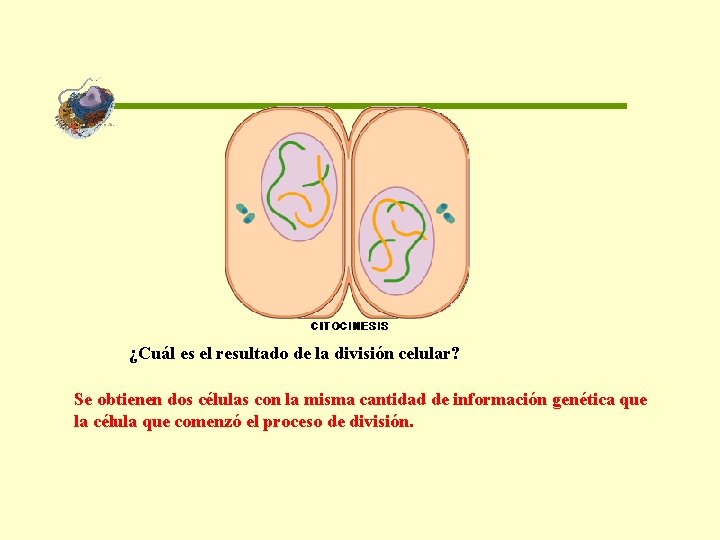 ¿Cuál es el resultado de la división celular? Se obtienen dos células con la