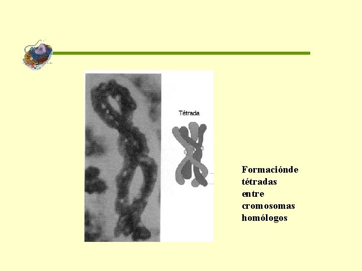 Formaciónde tétradas entre cromosomas homólogos 