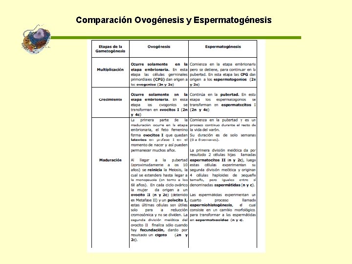 Comparación Ovogénesis y Espermatogénesis 