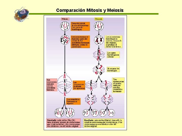 Comparación Mitosis y Meiosis 