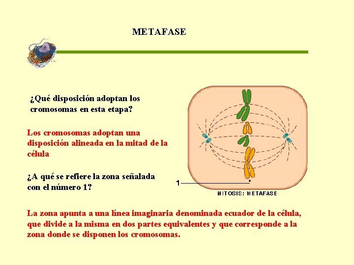 METAFASE ¿Qué disposición adoptan los cromosomas en esta etapa? Los cromosomas adoptan una disposición