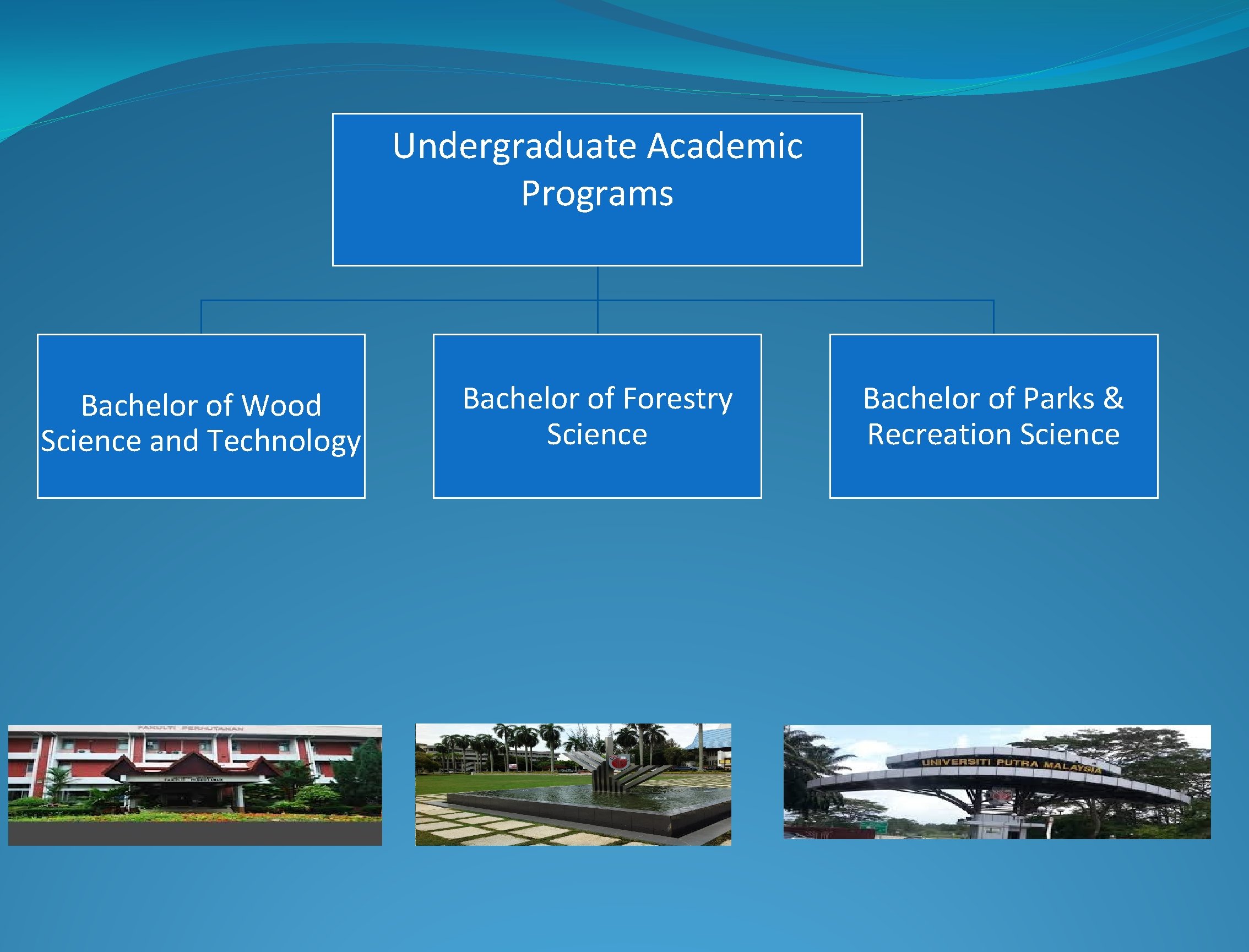 Undergraduate Academic Programs Bachelor of Wood Science and Technology Bachelor of Forestry Science Bachelor