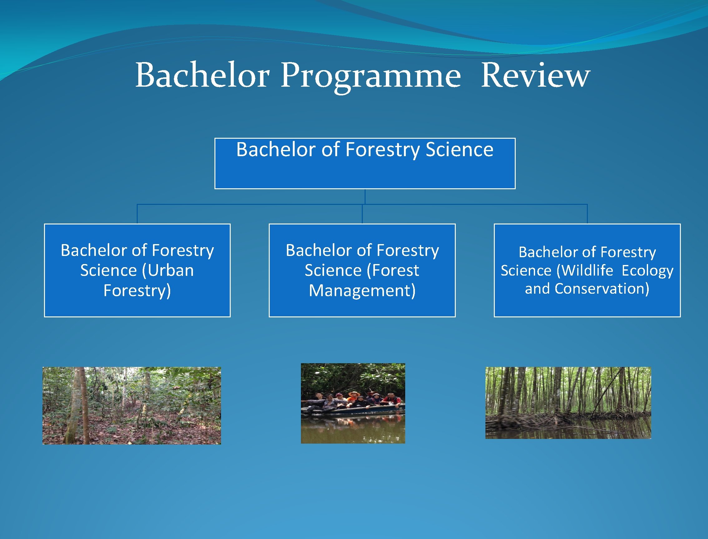 Bachelor Programme Review Bachelor of Forestry Science (Urban Forestry) Bachelor of Forestry Science (Forest