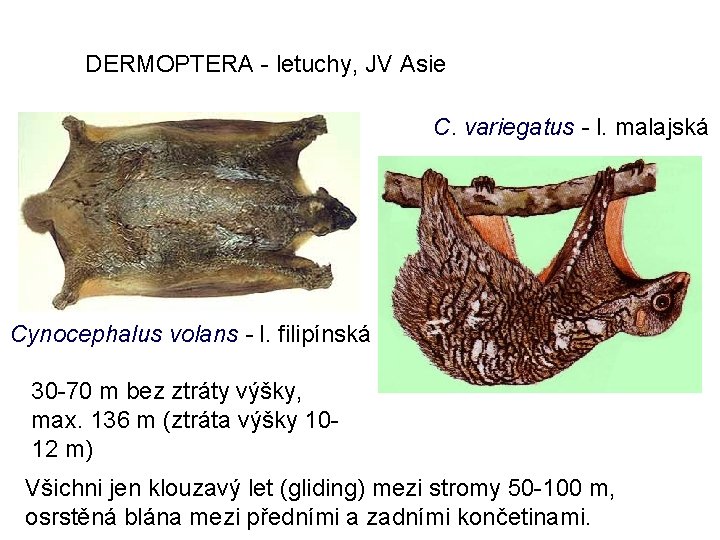 DERMOPTERA - letuchy, JV Asie C. variegatus - l. malajská Cynocephalus volans - l.