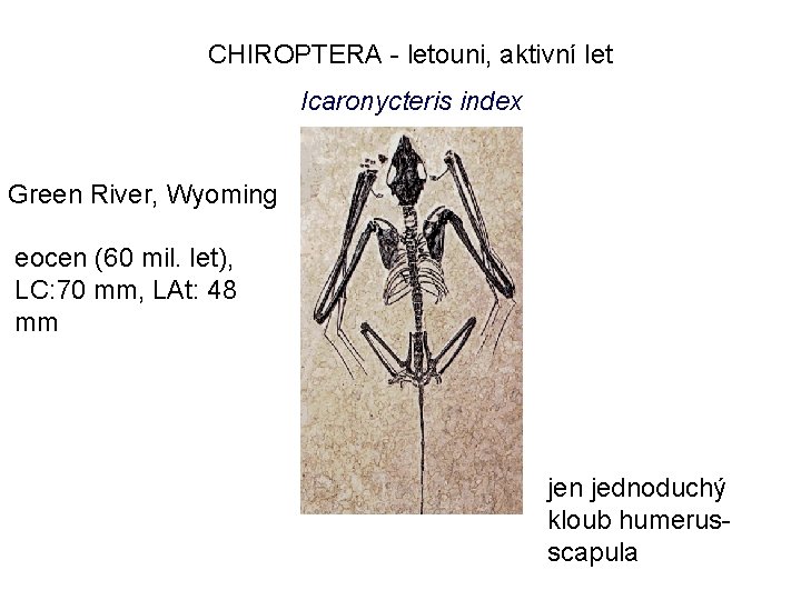 CHIROPTERA - letouni, aktivní let Icaronycteris index Green River, Wyoming eocen (60 mil. let),