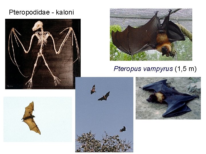 Pteropodidae - kaloni Pteropus vampyrus (1, 5 m) 