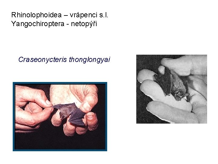 Rhinolophoidea – vrápenci s. l. Yangochiroptera - netopýři Craseonycteris thonglongyai 