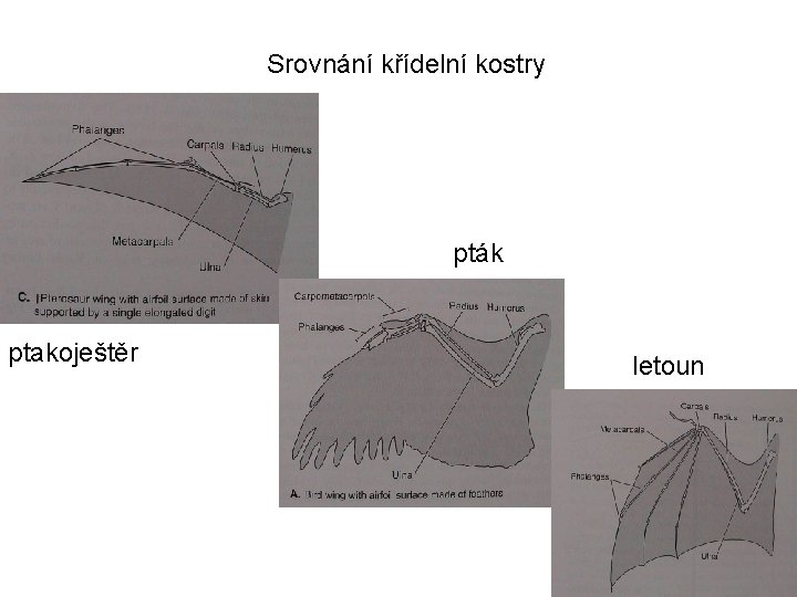 Srovnání křídelní kostry pták ptakoještěr letoun 