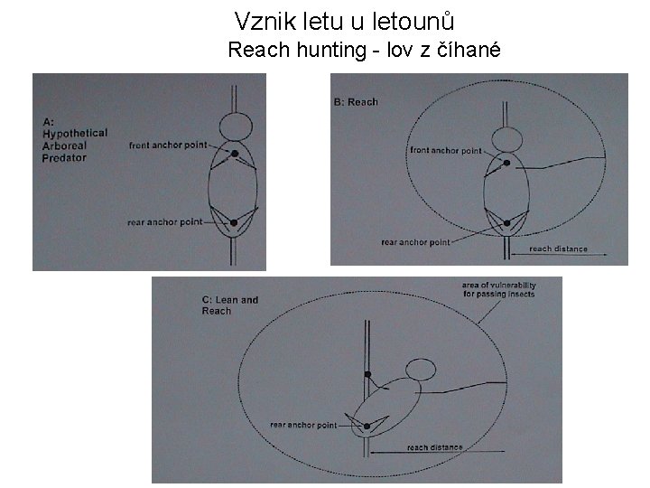 Vznik letu u letounů Reach hunting - lov z číhané 