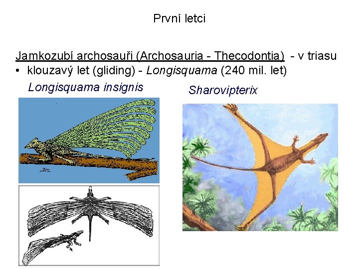 První letci Jamkozubí archosauři (Archosauria - Thecodontia) - v triasu • klouzavý let (gliding)
