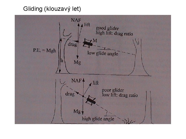 Gliding (klouzavý let) 
