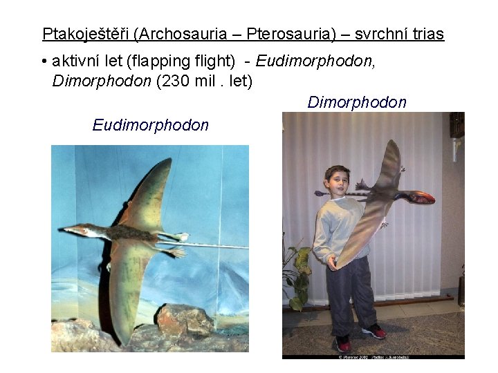 Ptakoještěři (Archosauria – Pterosauria) – svrchní trias • aktivní let (flapping flight) - Eudimorphodon,