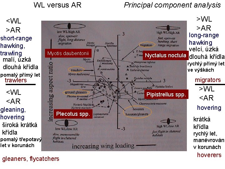 WL versus AR >WL >AR <WL >AR short-range hawking, trawling malí, úzká dlouhá křídla