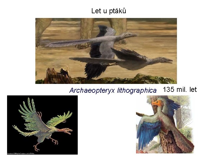 Let u ptáků Archaeopteryx lithographica 135 mil. let 