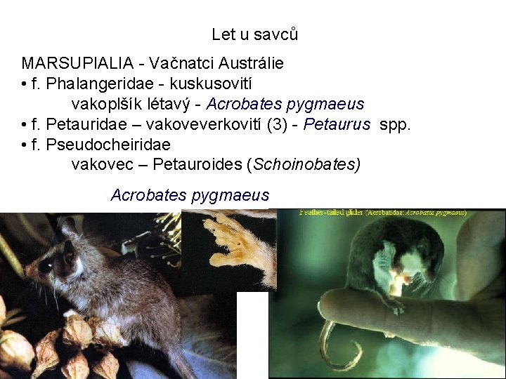 Let u savců MARSUPIALIA - Vačnatci Austrálie • f. Phalangeridae - kuskusovití vakoplšík létavý