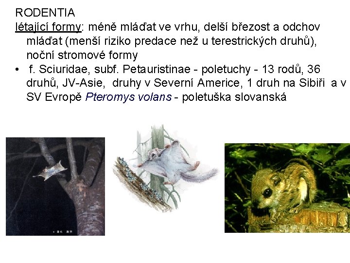 RODENTIA létající formy: méně mláďat ve vrhu, delší březost a odchov mláďat (menší riziko