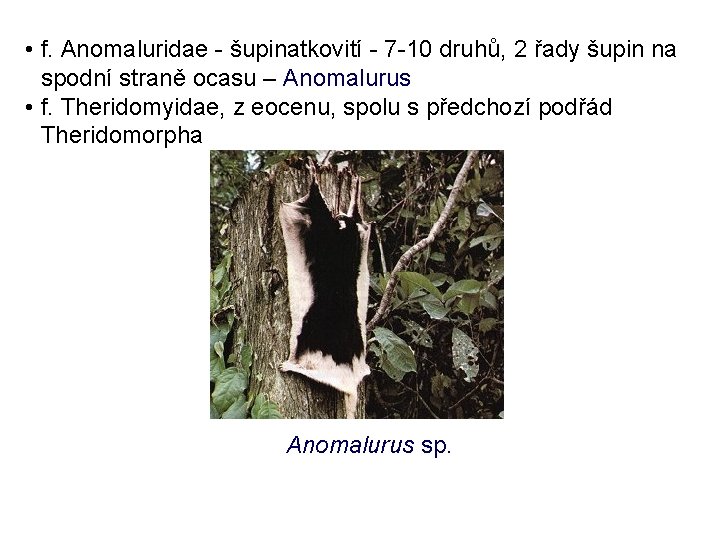  • f. Anomaluridae - šupinatkovití - 7 -10 druhů, 2 řady šupin na