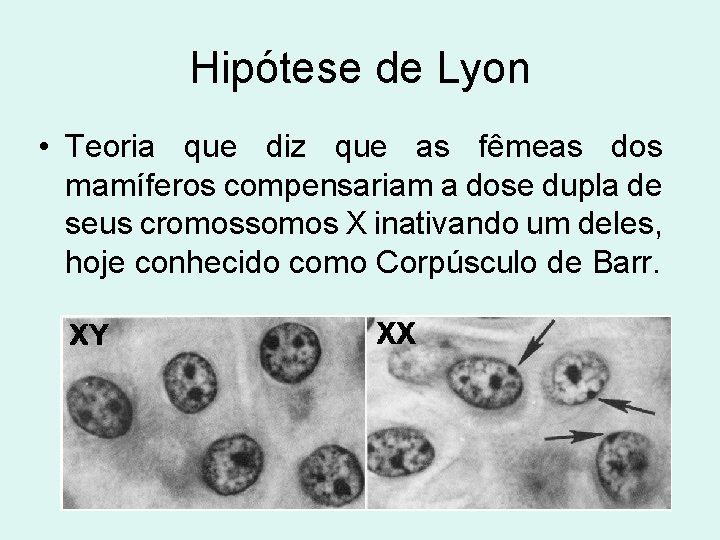 Hipótese de Lyon • Teoria que diz que as fêmeas dos mamíferos compensariam a