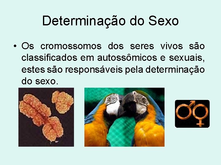 Determinação do Sexo • Os cromossomos dos seres vivos são classificados em autossômicos e