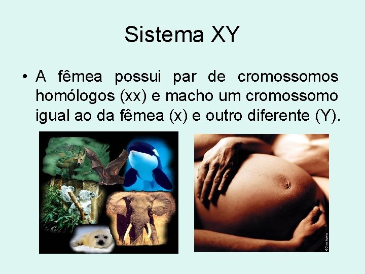 Sistema XY • A fêmea possui par de cromossomos homólogos (xx) e macho um