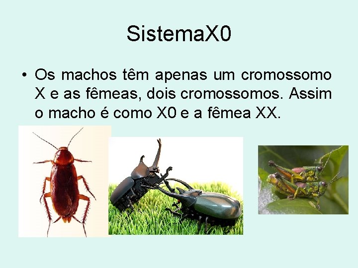 Sistema. X 0 • Os machos têm apenas um cromossomo X e as fêmeas,