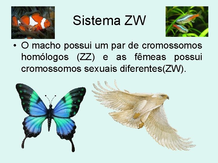 Sistema ZW • O macho possui um par de cromossomos homólogos (ZZ) e as