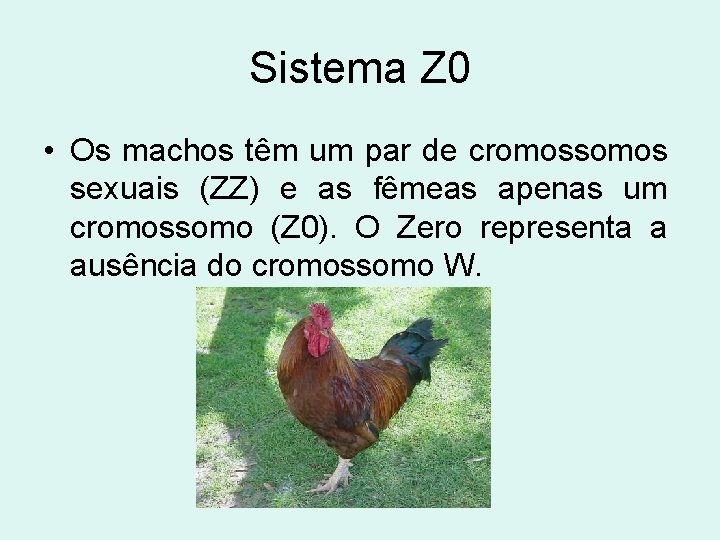 Sistema Z 0 • Os machos têm um par de cromossomos sexuais (ZZ) e