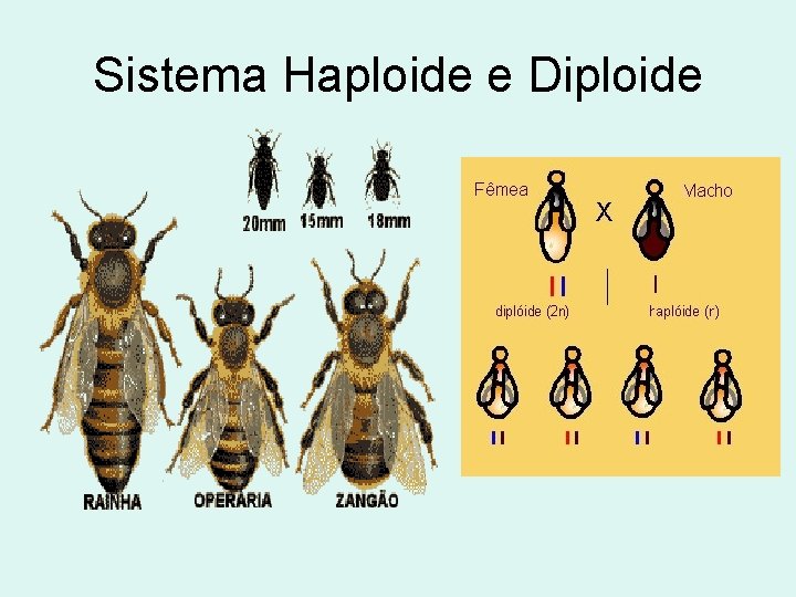 Sistema Haploide e Diploide 