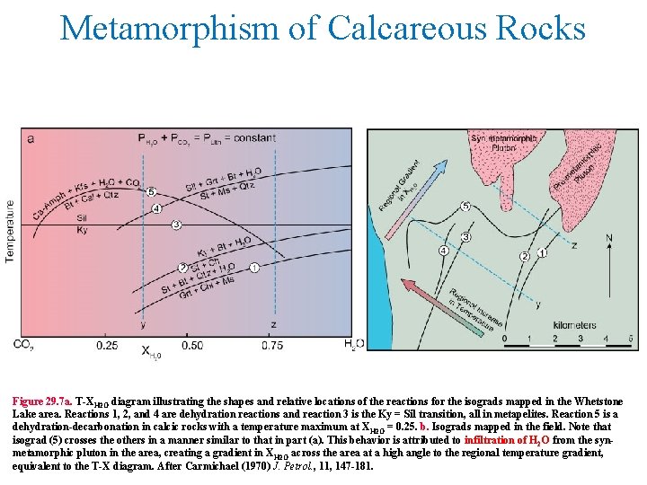 Metamorphism of Calcareous Rocks Figure 29. 7 a. T-XH 2 O diagram illustrating the