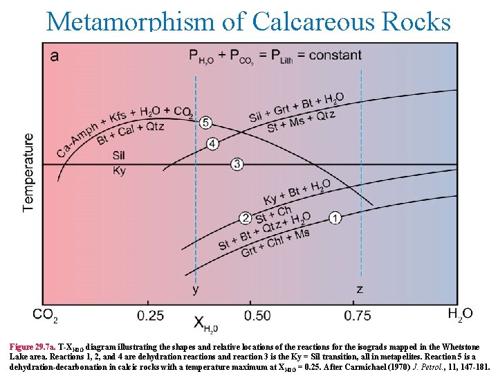 Metamorphism of Calcareous Rocks Figure 29. 7 a. T-XH 2 O diagram illustrating the