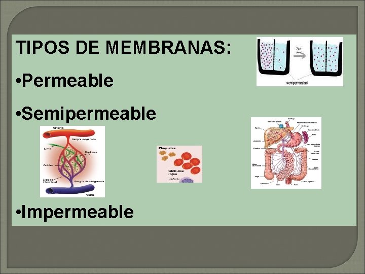 TIPOS DE MEMBRANAS: • Permeable • Semipermeable • Impermeable 