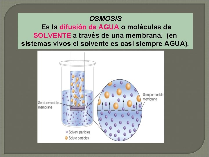 OSMOSIS Es la difusión de AGUA o moléculas de SOLVENTE a través de una