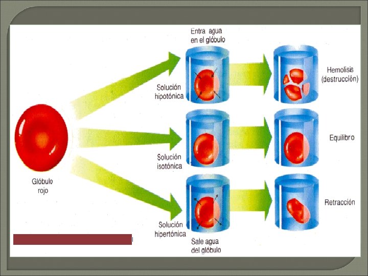 COLOIDES Y SUSPENSIONES OSMOSIS Y DILISIS SEMANA No