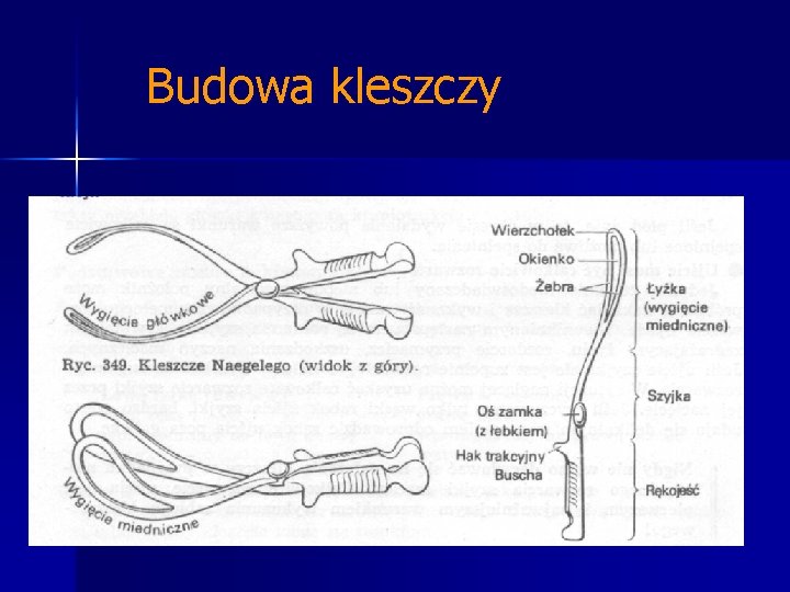 Budowa kleszczy Budowa kleszczy