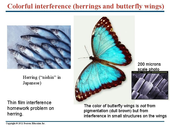 Colorful interference (herrings and butterfly wings) 200 microns scale photo Herring (“nishin” in Japanese)