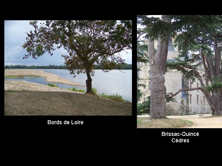 Bords de Loire Brissac-Quincé Cèdres 