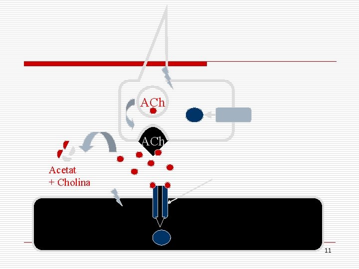 ACh Acetat + Cholina 11 ACh Acetat + Cholina 11