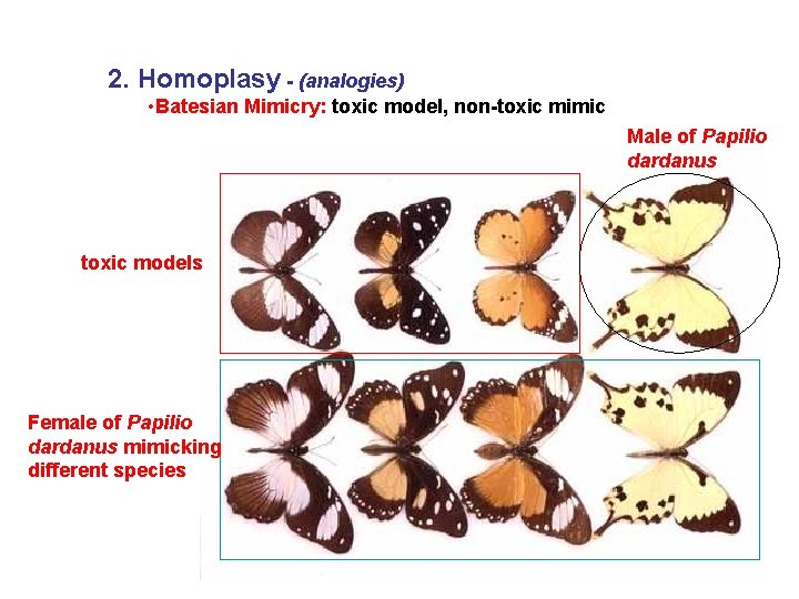 2. Homoplasy - (analogies) • Batesian Mimicry: toxic model, non-toxic mimic Male of Papilio